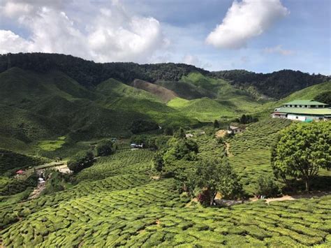 12 Tempat Best Mesti Singgah Di Cameron Highlands Banyak Yang Percuma