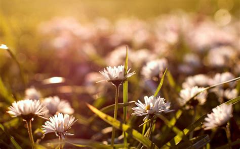 Wallpaper Sunlight Landscape Flowers Nature Grass Branch Yellow