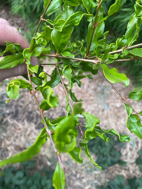 cold hardy pomegranate tree 4