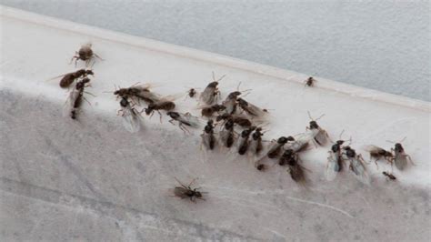 Can Carpenter Ants Eat Through Drywall - Picture Of Carpenter