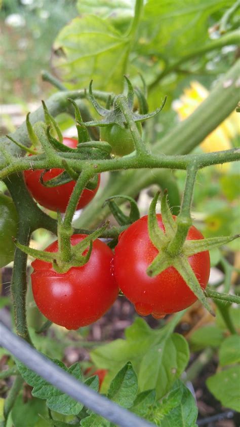 Tomatoes Cracking Karen Hine Flickr