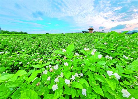 第四届世界茉莉花大会2022年中国横州茉莉花文化节开幕 财经头条