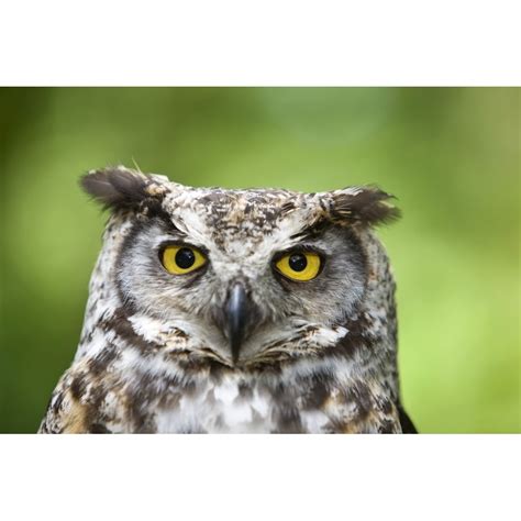 Great Horned Owl Poster Print