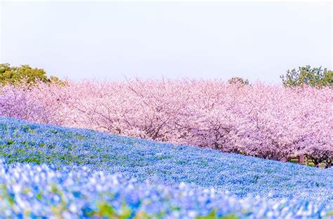 【2024】ネモフィラ名所おすすめ15選！美しすぎる青い花の絶景と見頃を紹介 ｜じゃらんニュース