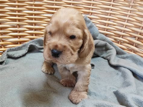 Checkers Englischer Cocker Spaniel Welpen Kaufen Euro Puppy