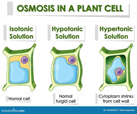 Cell Osmosis Cell In Isotonic Solution Cell In Hypertonic Solution