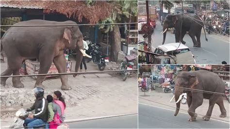 दिन दहाड़े हरिद्वार के बाजार में टहलने लगा हाथी दहशत में आए लोग देखें