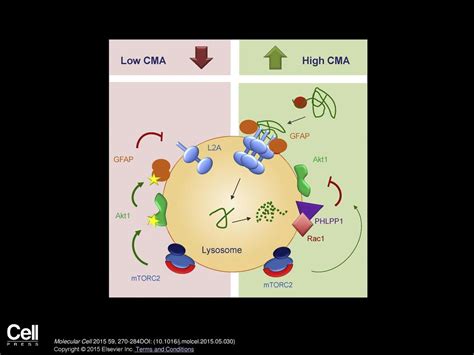 Lysosomal MTORC2 PHLPP1 Akt Regulate Chaperone Mediated Autophagy Ppt