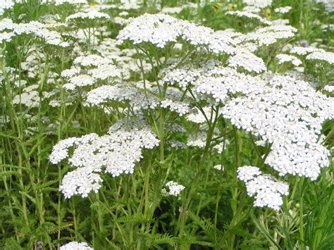 Milenrama Achillea millefolium Jabones cosmética y ungüentos naturales