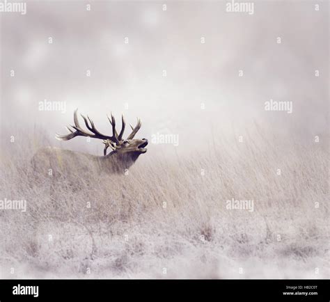 Elk in Winter Stock Photo - Alamy