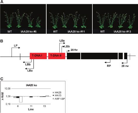 Phenotype Of Mature Iaa Knock Down Plants A Sketch Depicting The