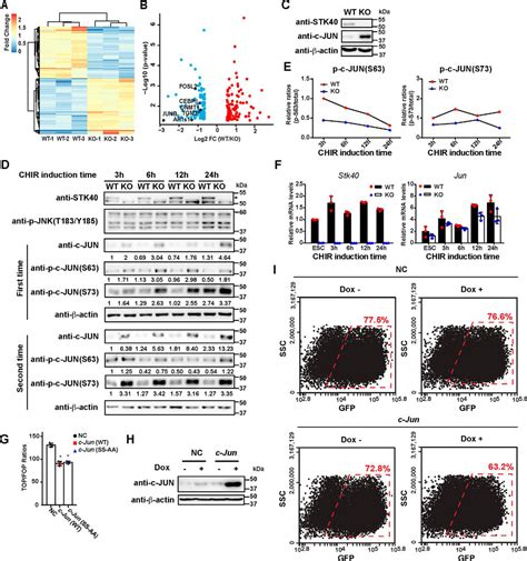 Stk40 Deletion Elevates C Jun Protein Level And Impairs Mesoderm