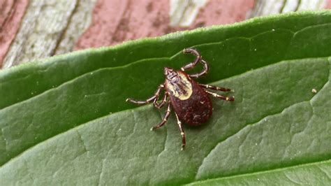 Ticks, tick-borne diseases: Lyme, prevention, treatment, Virginia