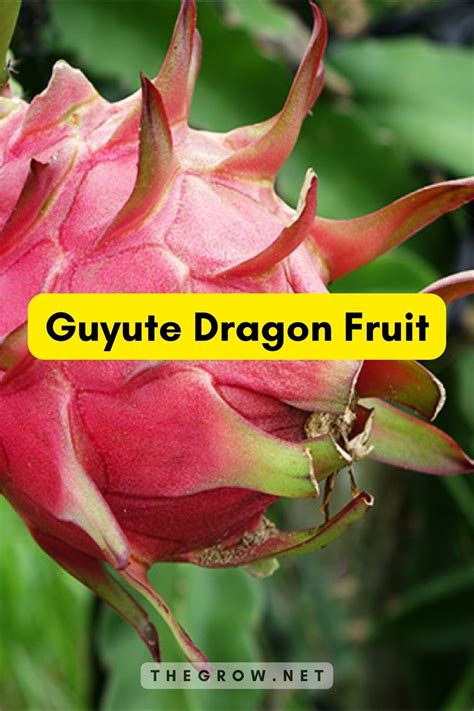 18 Common and Rare Dragon Fruit Varieties (With Pictures) | TheGrow