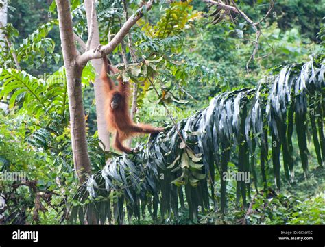 Indonesia Deforestation Hi Res Stock Photography And Images Alamy