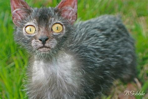 Ликой: кошки — оборотни: masterok — LiveJournal
