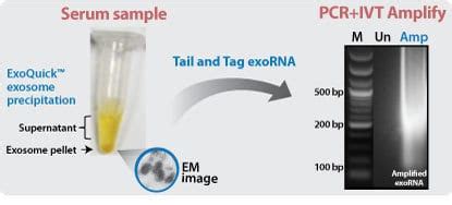 Seramir Exosome Rna Amplification Kit System Biosciences