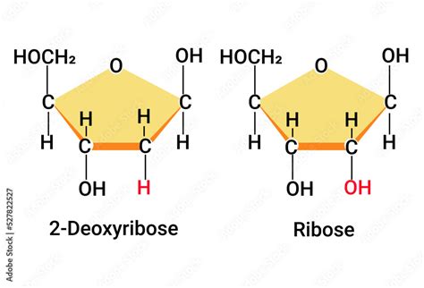 Chemical reaction of Ribose and 2-Deoxyribose Stock Vector | Adobe Stock