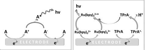 Schematic diagram describing the electron transfer reactions ...