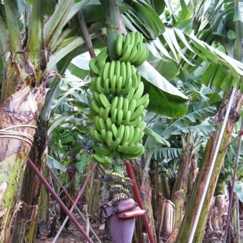 Pour Le Plaisir Cartoon Cartoon Porn Xhamster