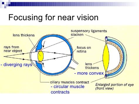 Chapter 14 The Human Eye Lesson 3 - The 2 Mechanisms of the Eye 1) Ac…