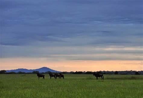 Kirawira Serena Camp Westliche Serengeti Tansania Reisen