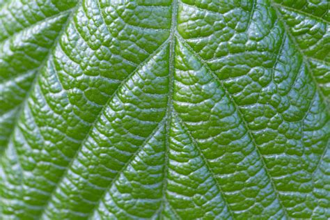 Plant Leaf Macro Royalty Free Photo