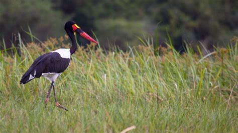 Days Birding In Murchison Falls National Park Ichumu Safaris Africa