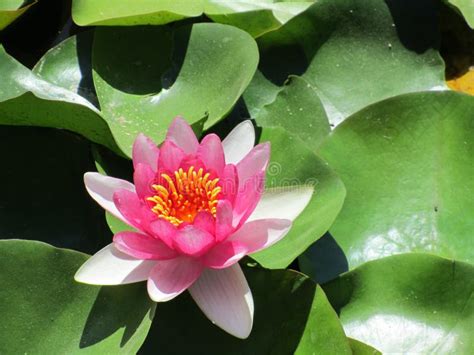 Closeup Of Pink Lotus Nelumbo Nucifera Stock Photo Image Of