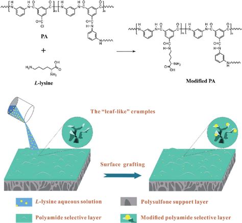 Scheme A Possible Model Of The Surface Grafting Of Lys Onto A Pa Tfc
