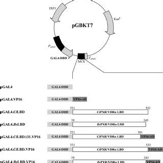 Schematic Representation Of The Plasmid Encoded Fusion Genes Chimeric