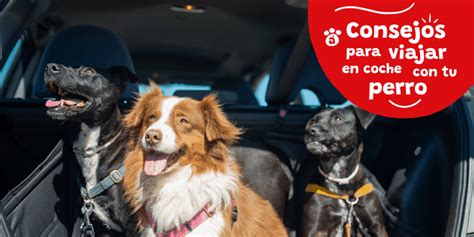 Consejos para viajar con tu perro Mascotas Ávila