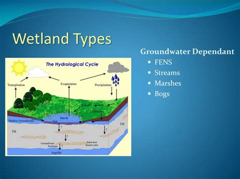 PPT How Do Wetlands Factor Into New Infiltration Policies PowerPoint