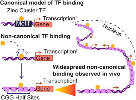 Research | Mitra Lab | Washington University in St. Louis