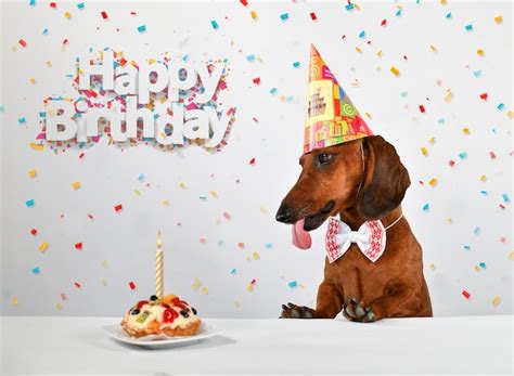 El perro salchicha rojo celebra su cumpleaños | Foto Premium