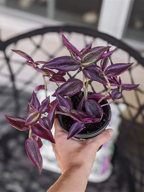 Tradescantia Zebrina Care By Brittany Goldwyn Live Creatively