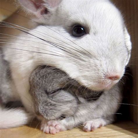 10 Baby Chinchillas That Will Melt Your Heart Bored Panda