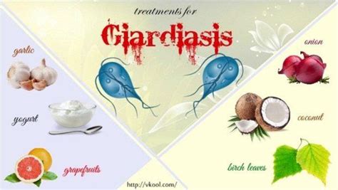 Giardia Lamblia Treatment | Bruin Blog