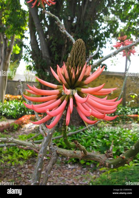 Mulungu Erythrina Speciosa Fotografías E Imágenes De Alta Resolución