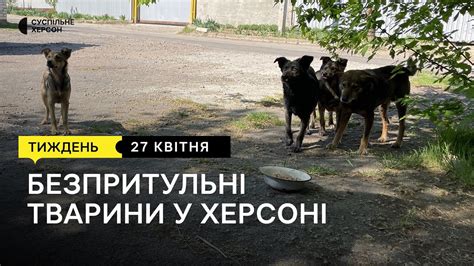 Безпритульні тварини у Херсоні. Що з цим робити? | Тиждень.Херсон 27.04 ...