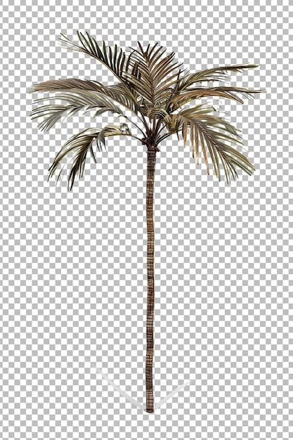 Premium PSD Realistic Coconut Palm Tree Png Isolated On Transparent