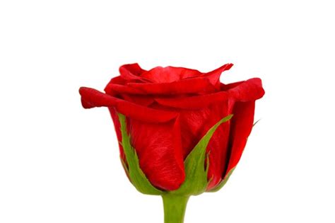 Capullo De Una Hermosa Rosa Roja Aislado Sobre Un Fondo Blanco Foto