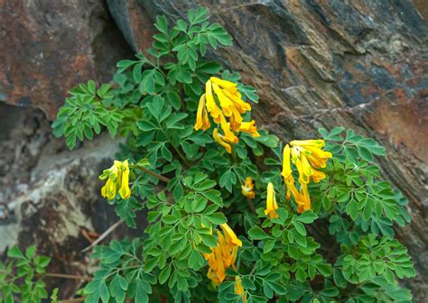 How to Grow Yellow Corydalis Plants