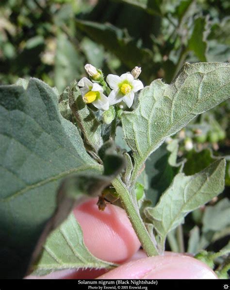 Erowid Herb Vaults : Images : solanum nigrum flower