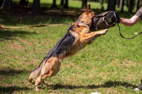 A Cowardly German Shepherd in Aggression Training, with a Cynologist ...