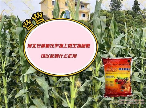 河北在种植农作物上微生物菌肥可以起到什么作用