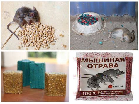 Эффективная отрава для крыс и мышей
