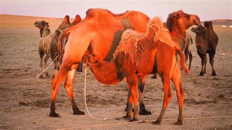 Bebé camello ordeñando a su madre a la luz del atardecer en el desierto