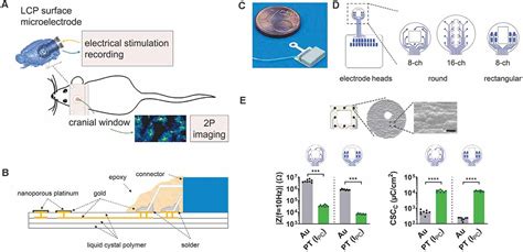 Frontiers Versatile Surface Electrodes For Combined Electrophysiology