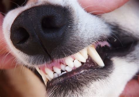 Base Narrow Canines Malocclusion In Dogs My Vet Animal Hospital